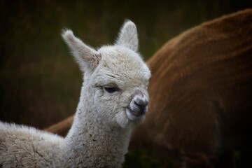 The alpaca is a domesticated camel from the Andes that is related to the vicuña. Alpacas are bred for their very fine hair, which is often called alpaca wool