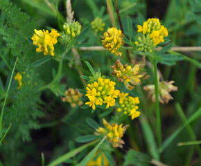 Blossoms of alfalfa sickle (Medicago falcata)
