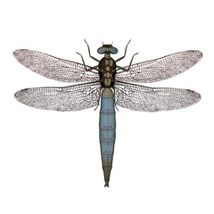 Dragonfly - 3D render