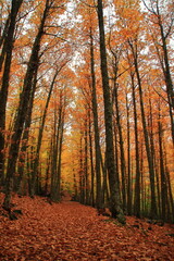 Castañar El Tiemblo 1