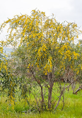 garden ornamental plants. ornamental trees with yellow flowers.