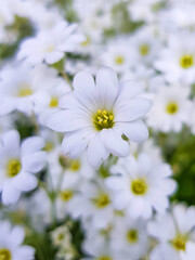 snow-in-summer also woolly thistle (in german Filziges Hornkraut) Cerastium tomentosum