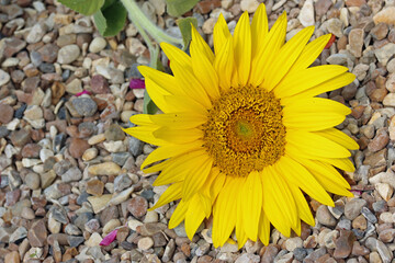 Yellow sunflower flower on a background of gravel