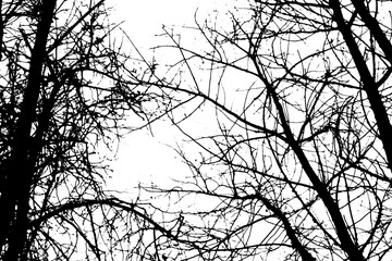 Tree branch silhouette on transparent background