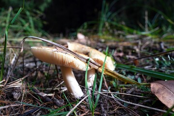 A close-up of the lamellar, inedible fungus among fallen leaves in a forest during autumn
