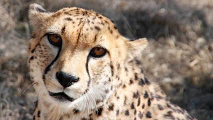 Gepard © Philipp