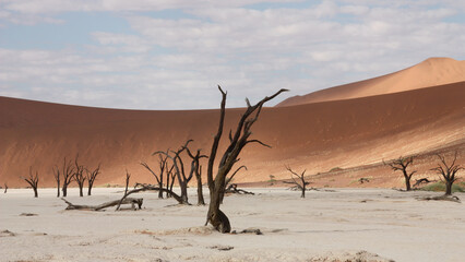 Wanderdüne Namibia