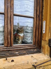 Chat à la fenêtre regardant un thermomètre