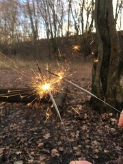 Fototapeta premium fire in the forest