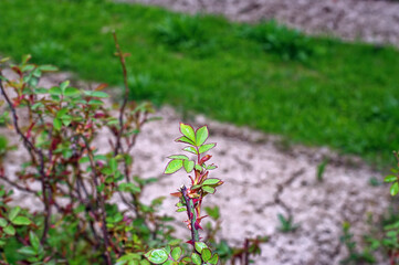 young leaves well rose bush