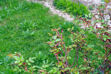 young leaves well rose bush