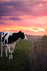 Closeup portrait of black and white cow in the warm light of a colorful sunset in Germany