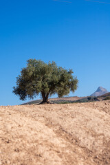 Beautiful lonely olive tree with blue sky in the background