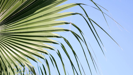 Obraz premium View of palm trees against sky. palm trees bottom view. Green palm tree on blue sky background.