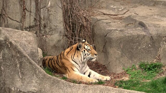  jungle predator, bengal tigers wildcat animal