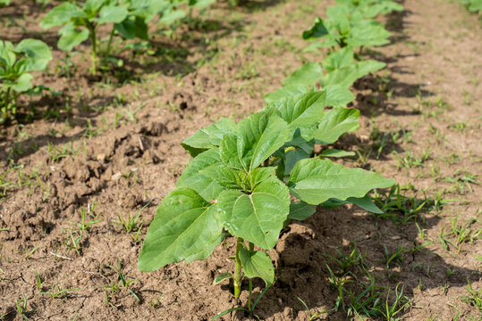 Agrokultur Bilder Durchsuchen 2,258 Archivfotos, und