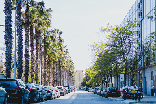 Calle con palmeras en verano.