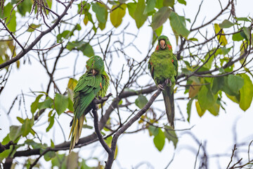 Maracana parakeet (Psittacara leucophthalmus) known as periquitão, araguaí, araguari or aracatinga. Closeup