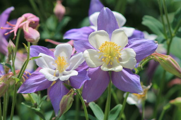 Fototapeta premium Columbine flower