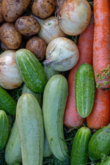 Organic vegetables on green grass on the farm. Growing organic products. Harvesting. Farming concept. Fresh crops, tomatoes harvest, carrot, potato, cucumbers, outdoors