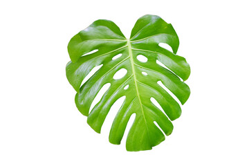 Naklejka na ściany i meble big green monstera leaf with water drops