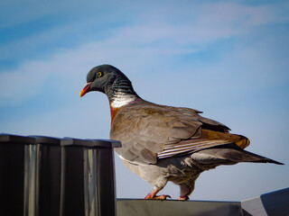Portrait of feral pigeon (Columba livia domestica, Columba livia forma urbana) perching on the balcony rails.