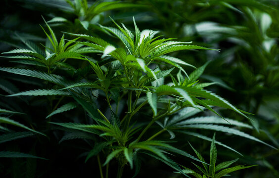 marijuana plant and leafs