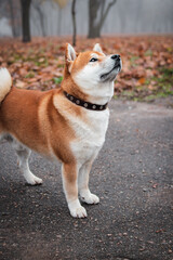 Naklejka na ściany i meble Japanese Shiba Inu breed dog walks in the autumn foggy park. Ukrainian dog shiba inu Kent