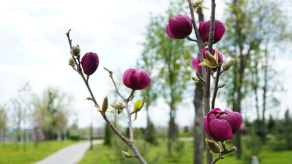 Yulan magnolia flowers are starting to bloom. Scientific name is Magnolia denudata.