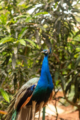 Indian national bird the Peacock wonderful feather open wheel portrait, vibrant and ritualistic dancing during mating in wild