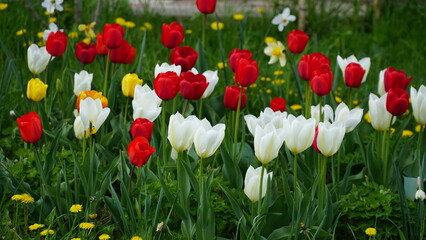 Obraz premium Beautiful tulips. Variety of spring flowers. Landscaping. Flowerbeds of tulips