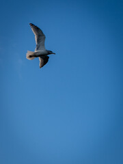 seagull in flight over Acadian National Park in Bel Harbor Maine