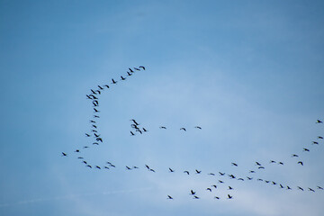 Cranes Flying South in November