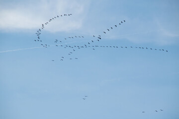 Cranes Flying South in November