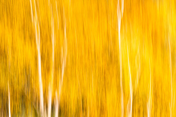 Autumnal textural  forest scenic abstract background with motion blur, toned in vintage style