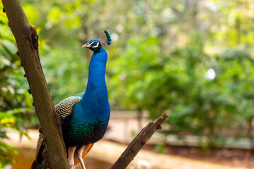 Fototapeta premium Indian national bird the Peacock wonderful feather open wheel portrait, vibrant and ritualistic dancing during mating in wild