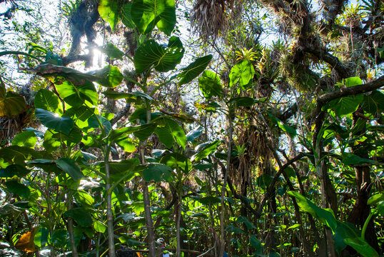 Aninga (Montrichardia linifera) | Aninga