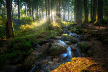 Beautiful sunny morning in green forest
