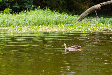 Indian spot billed duck swimming in a lake in Karnataka India