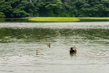 Indian spot billed duck swimming in a lake in Karnataka India