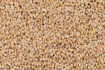 Organic uncooked pearl barley top view. Grains of raw dried broken barley cereal grain as an abstract texture background.