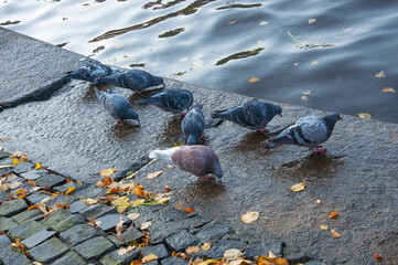 Pigeons drink water on the embankment with wet stones after the rain against the backdrop of the river