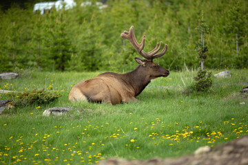 A Bull Elk  moose lying in some green grass in a mountain meadow 