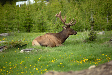 Naklejka na ściany i meble Bull Elk laying resting in a mountain meadow wild elk 