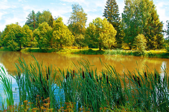 Beautiful autumn landscape with Typha and different trees and plants on the banks of the autumn river