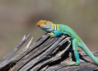 An Eastern Collared Lizard in full mating colors reptile green