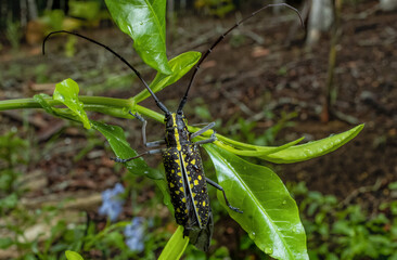 Longhorn beetle, Cerambycidae: Taeniotes, brown and yellow, in leafs during windy and rainy day