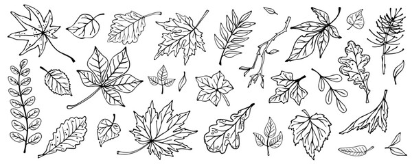 Collection of botanical sketches of various leaves, branches. Vector graphics.