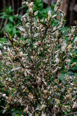 Boxwood borer on the boxwood .