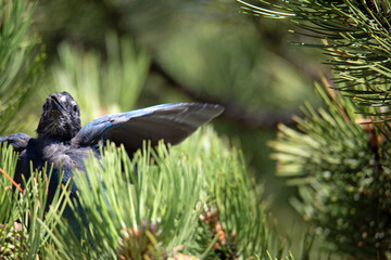 Steller's Jay Fledgling asking for Food Baby Steller's Jay